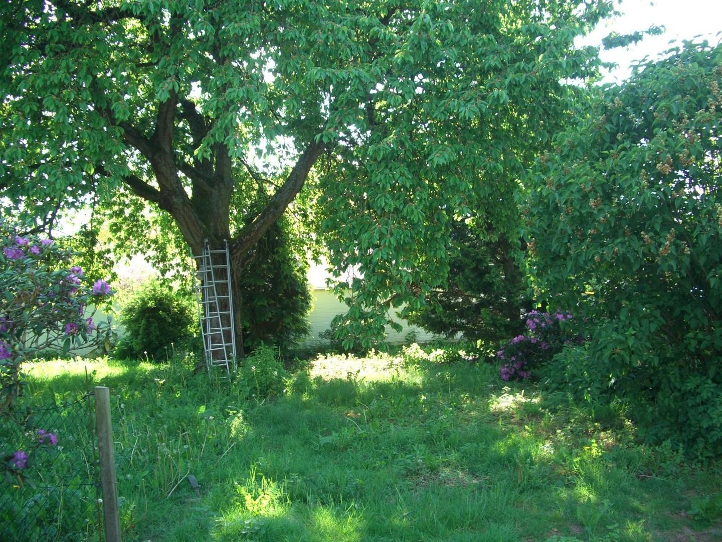 Kirschbaum