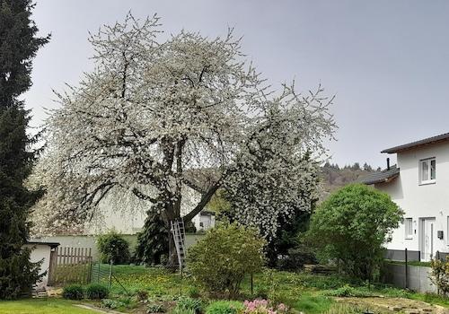 Kirschblüte