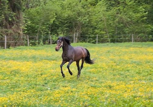 Der kleine Hengst
