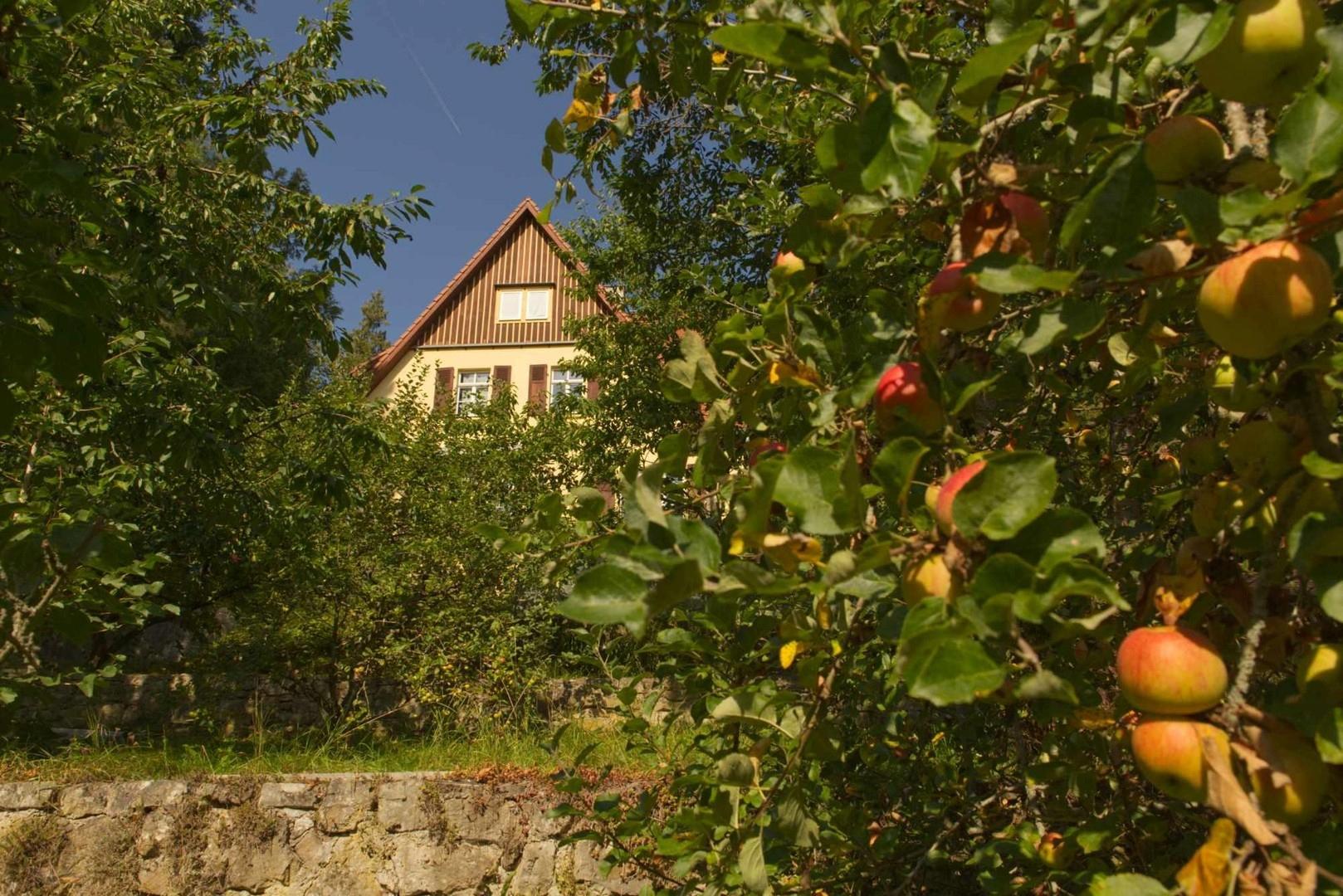 Impressionen Garten