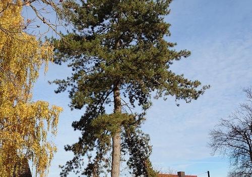 Schwarzkiefer