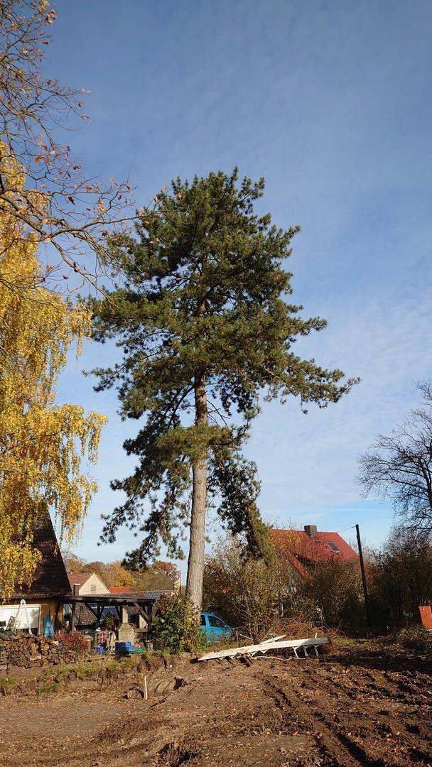 Schwarzkiefer