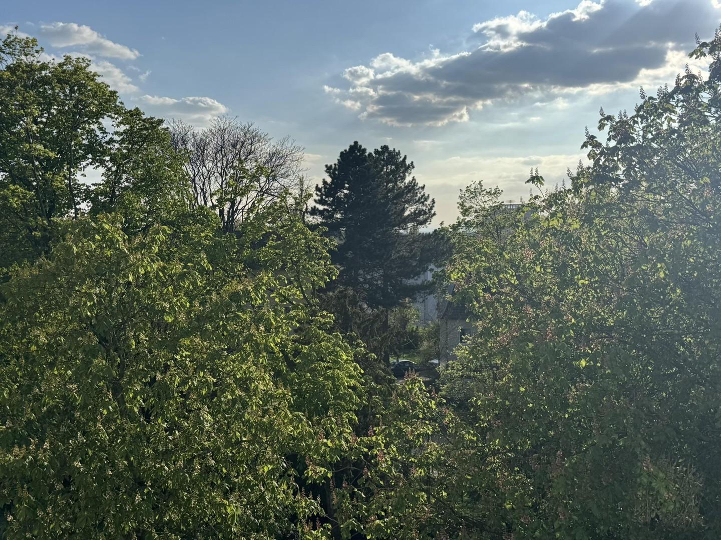 Blick nach Westen in den Park