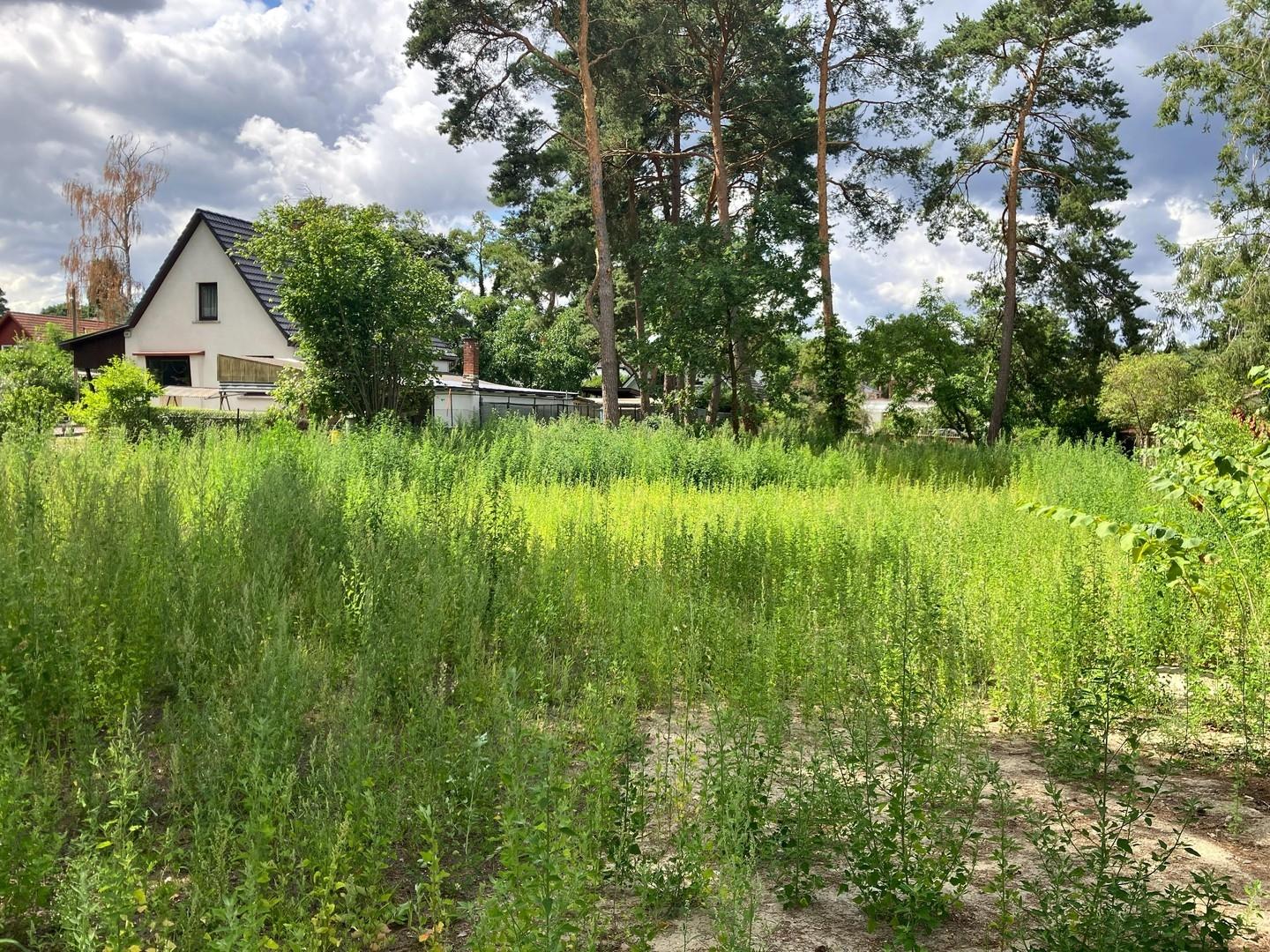 Blick auf hintere Parzelle