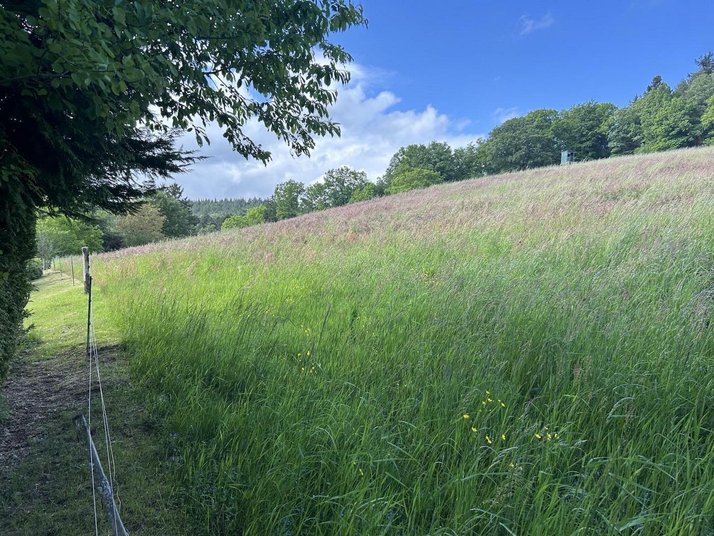 Große Wiese direkt oberhalb
