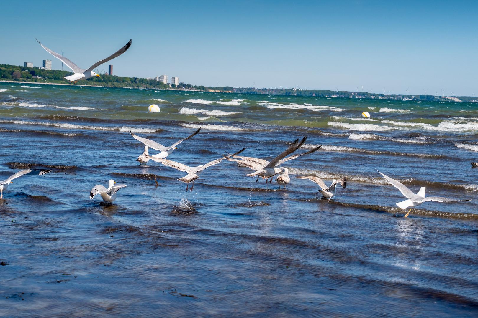 Möwen in der Ostsee