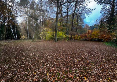 Rückwärtiger Grundstücksteil mit natürlichem Baumbestand