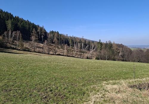 Blick zum Wald und Wiese
