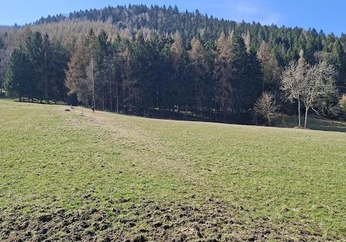 Blick zum Wald und Wiese