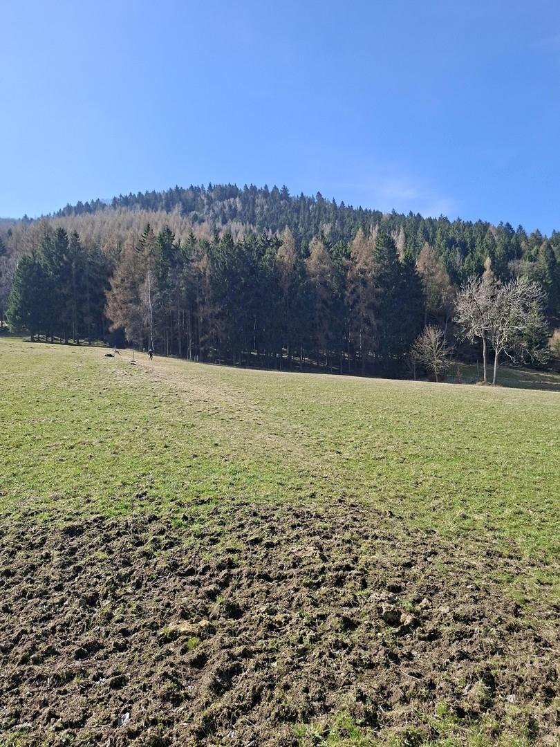 Blick zum Wald und Wiese