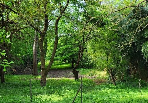 Blick auf das Naturgrundstück