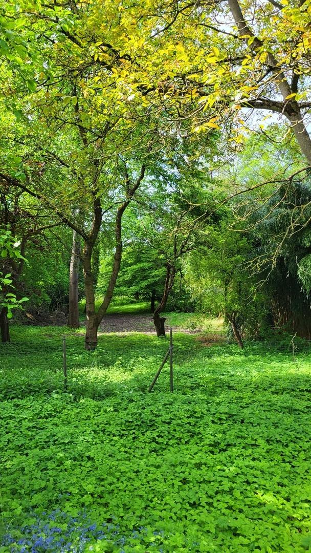 Blick auf das Naturgrundstück