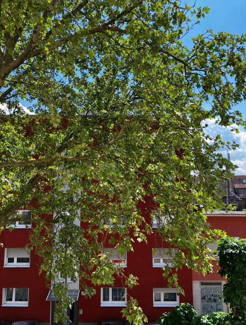 Blick Richtung Straße