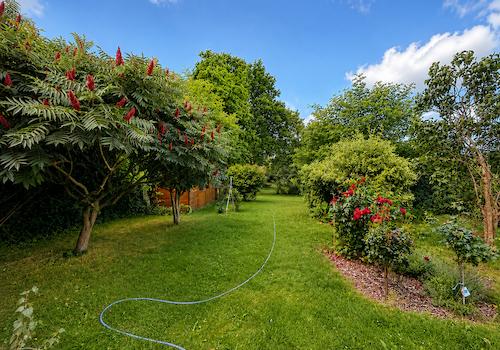 Bild Garten