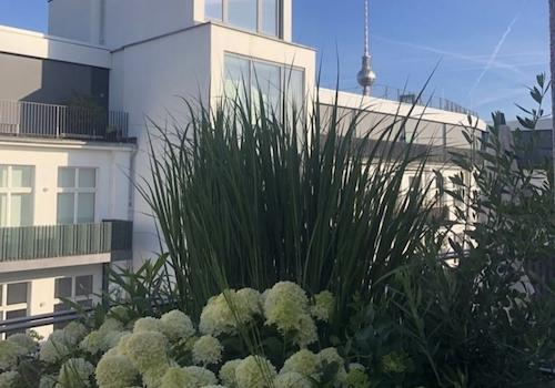 TV tower looks close from the terrace