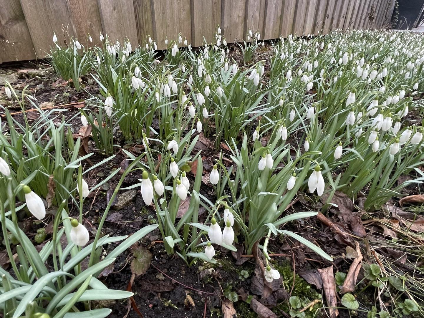 Frühblüher im Innenhof
