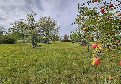 rote Äpfel inbegriffen