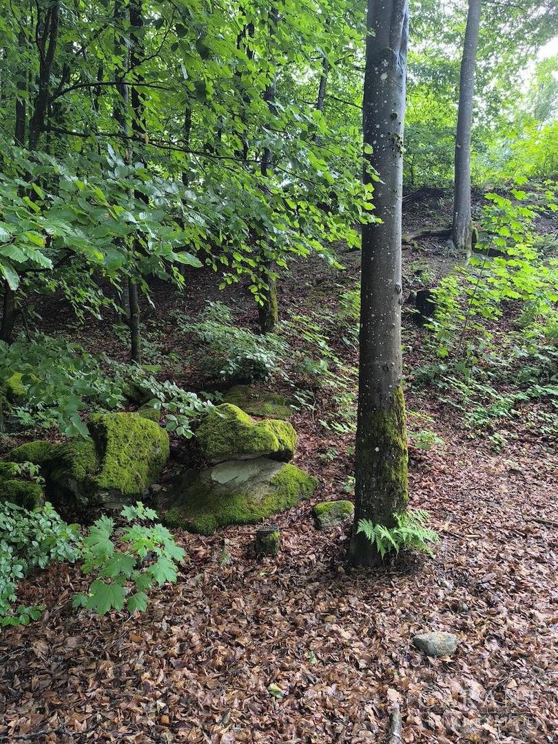 Bayrischer Wald