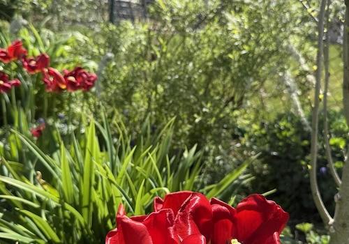 Garten