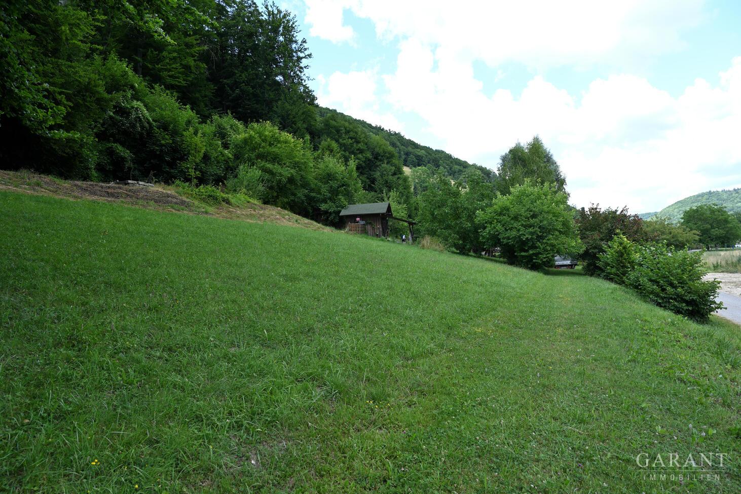 Wald und Wiese