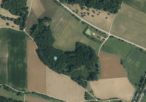 Wald