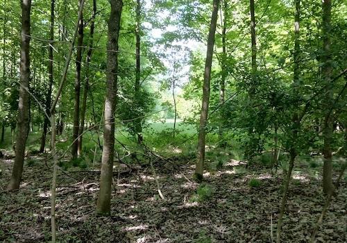Mischwald