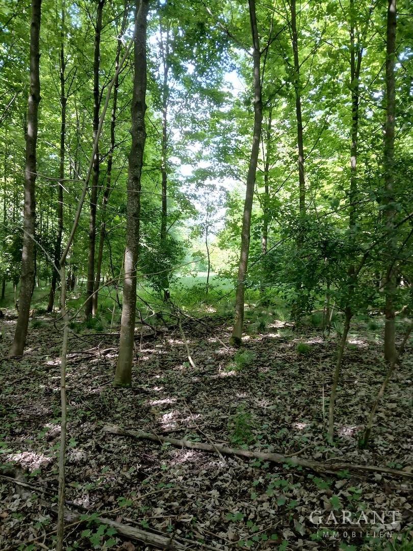 Mischwald