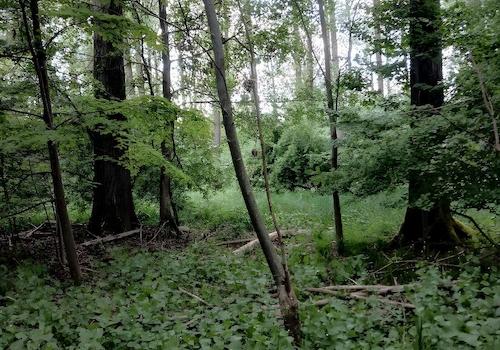 Mischwald