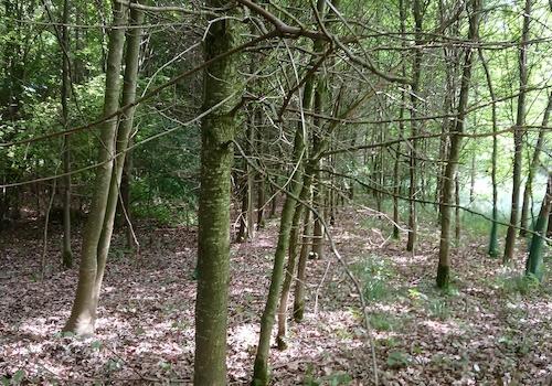 Wald