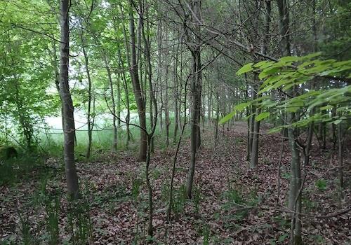 Wald