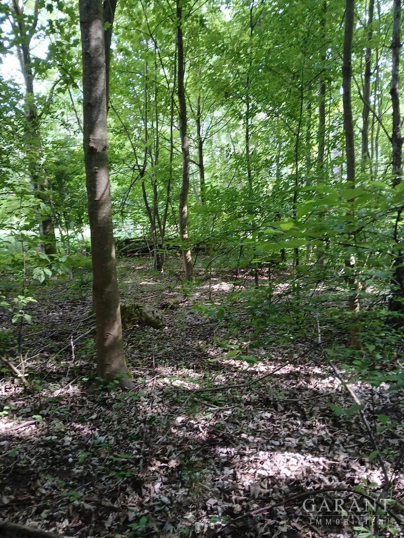 Laub & Mischwald