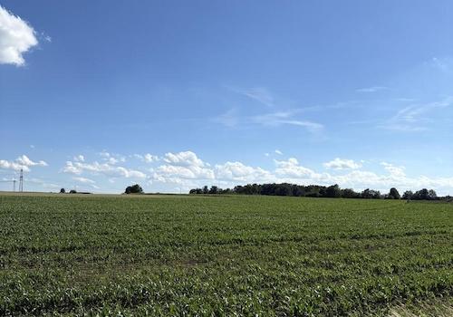 Feld