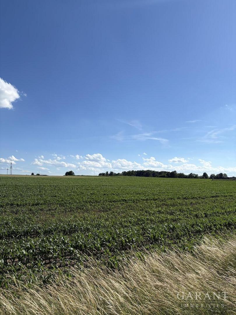 Feld