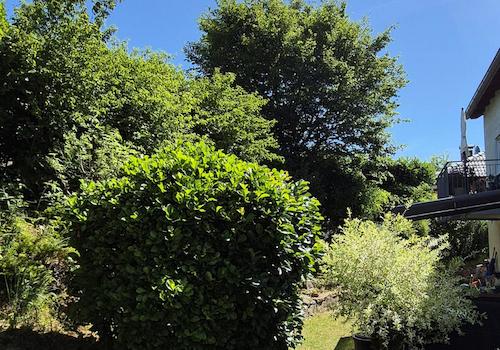 Garten 2