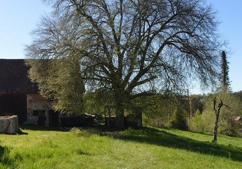 Linde im Garten