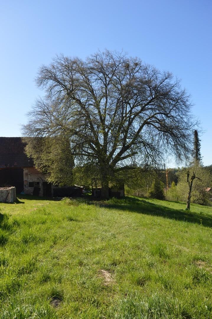 Linde im Garten