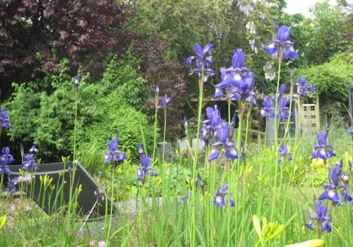 wenn die Lilien blühen