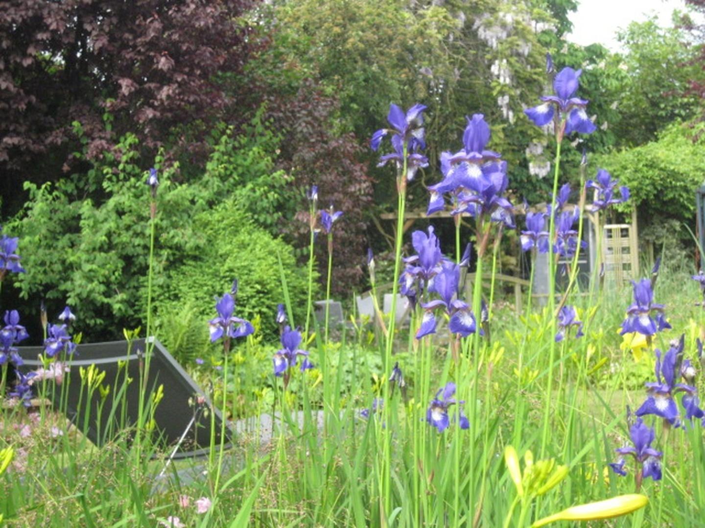 wenn die Lilien blühen