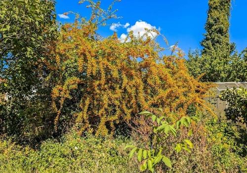 Spätsommer im Garten