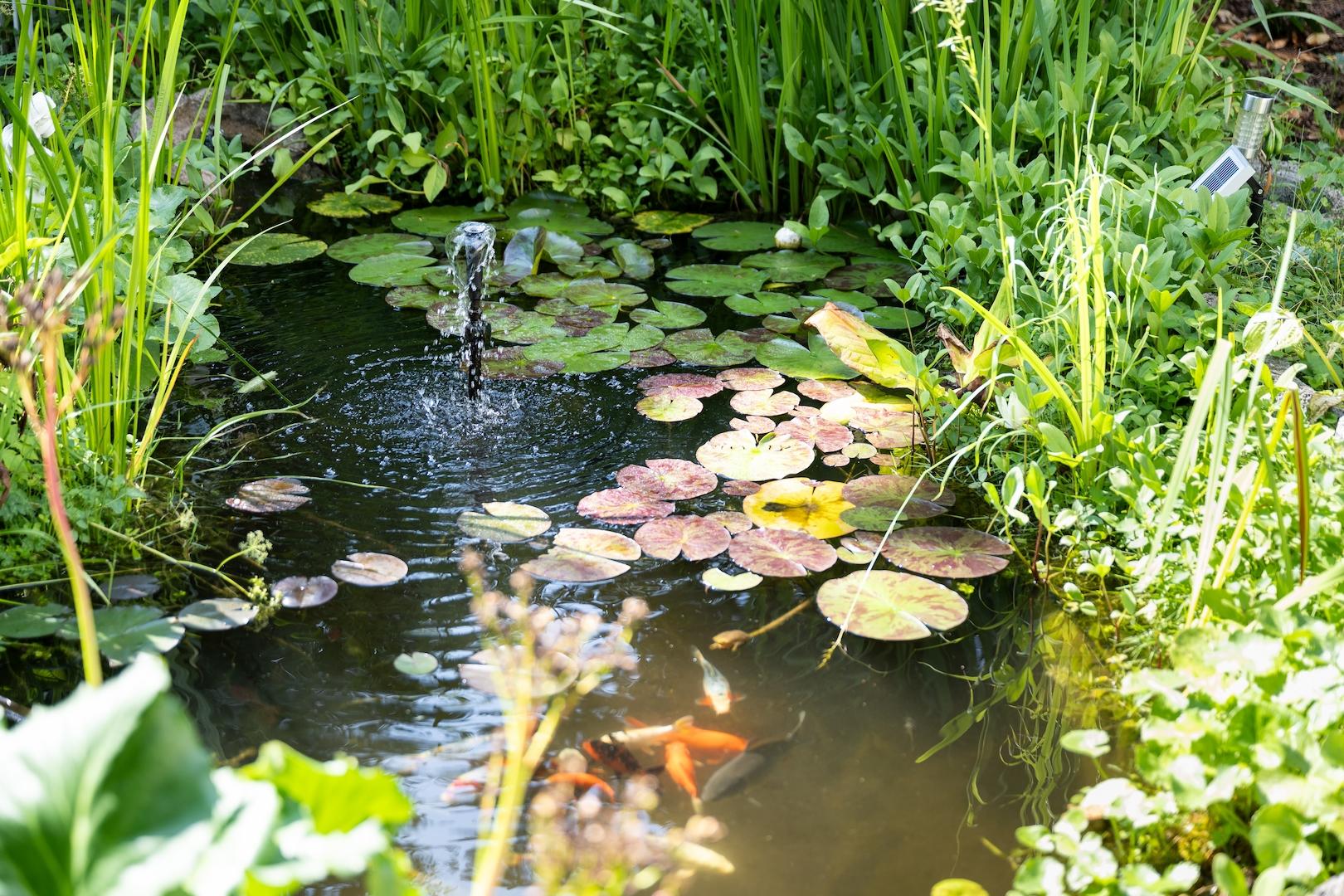 Naturteich