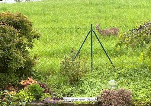Häufiger Besuch