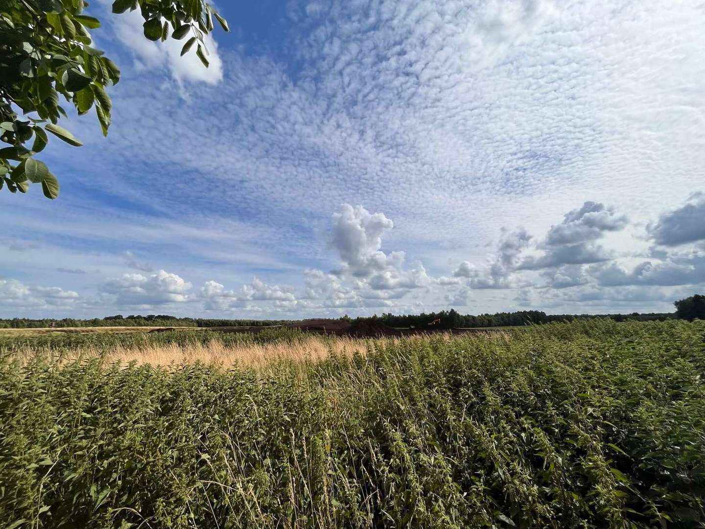 Wiesen