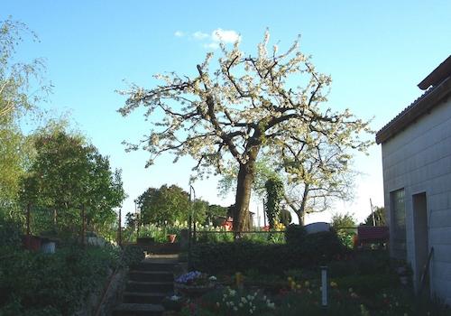 Garten (7)
