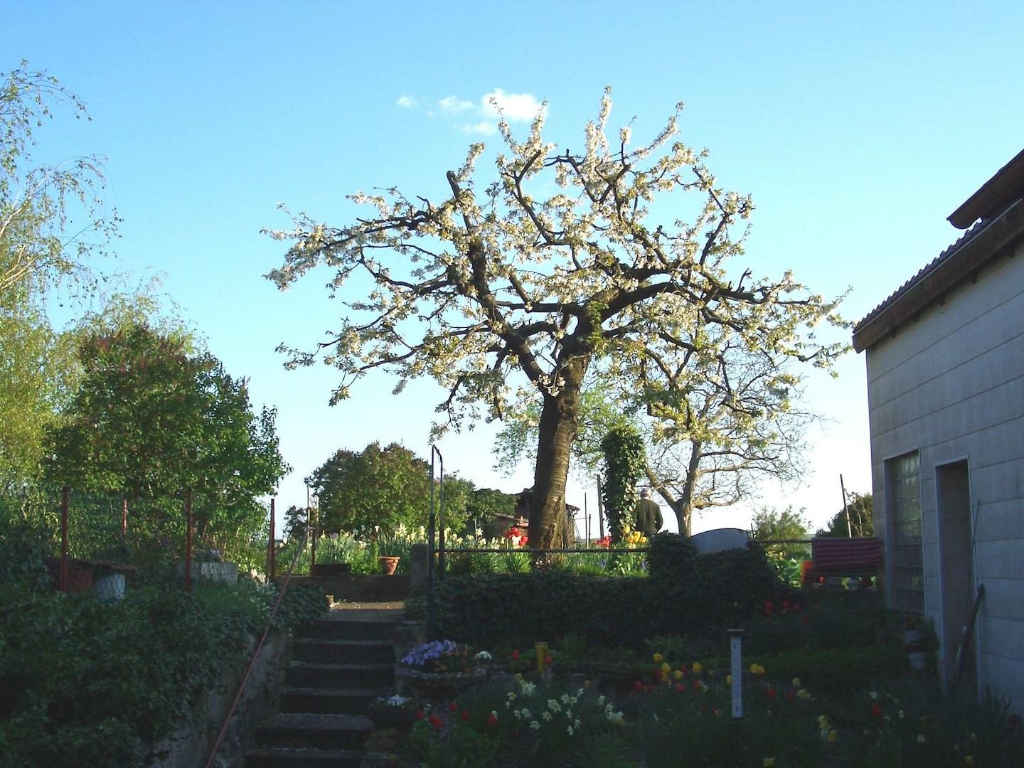 Garten (7)