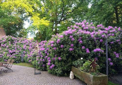 Rhododendren mit Sandsteintrog