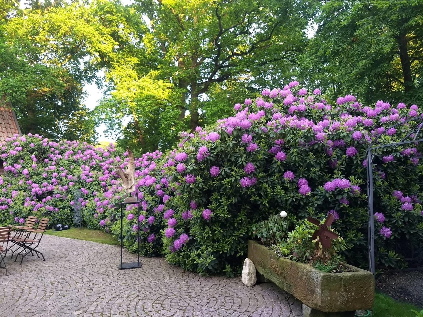 Rhododendren mit Sandsteintrog
