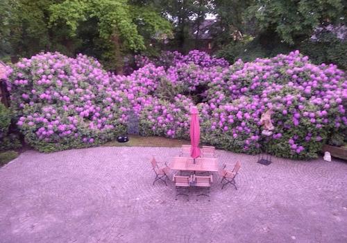 Rhododendrenhain
