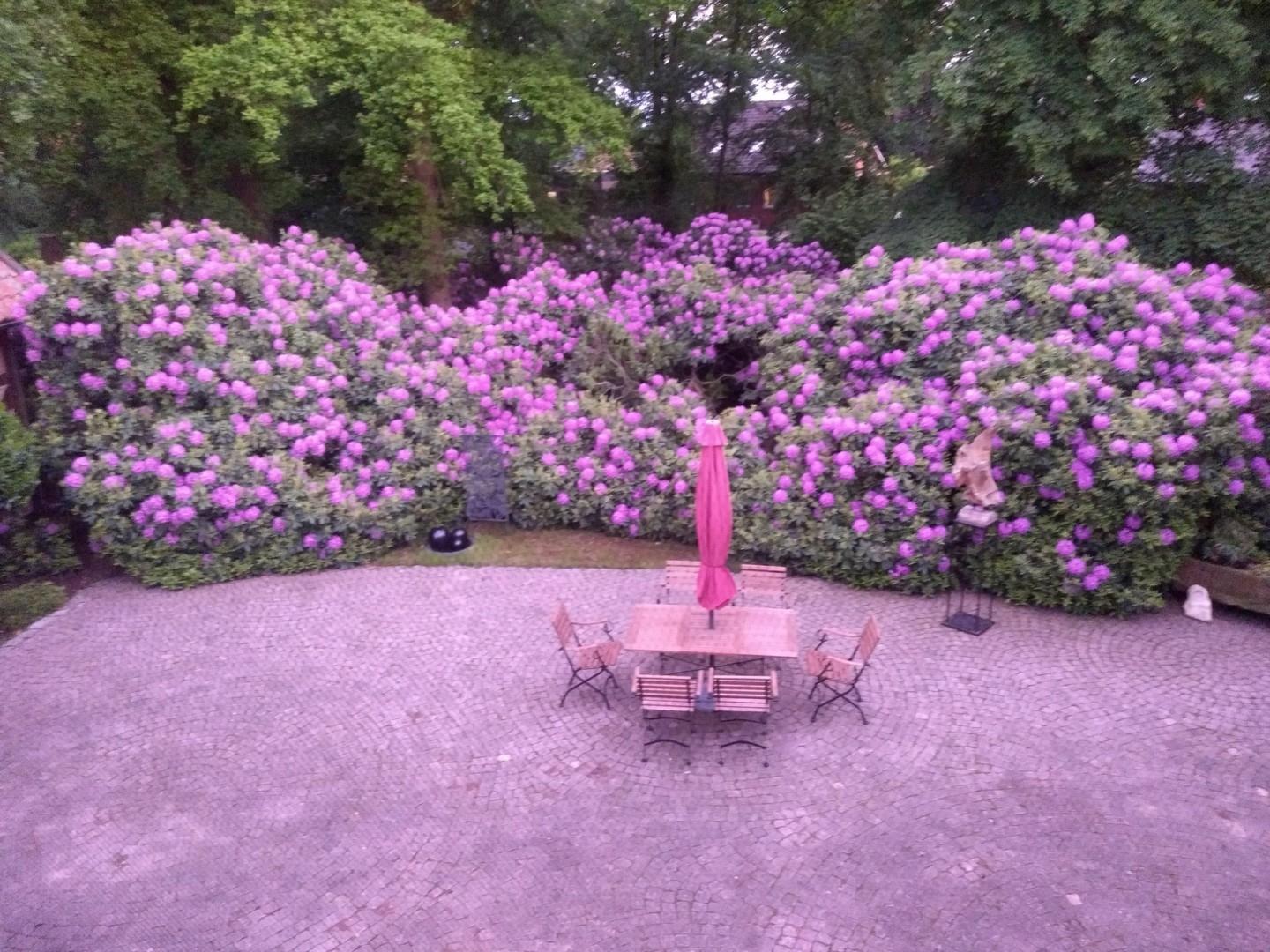 Rhododendrenhain