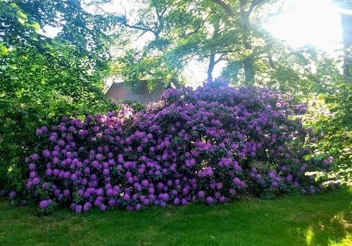 Rhododendren