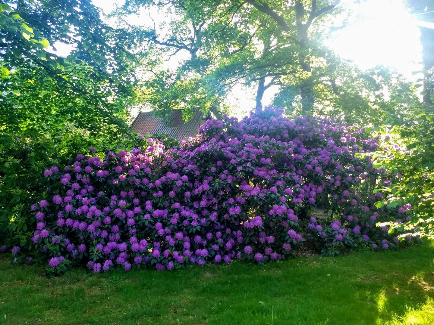 Rhododendren